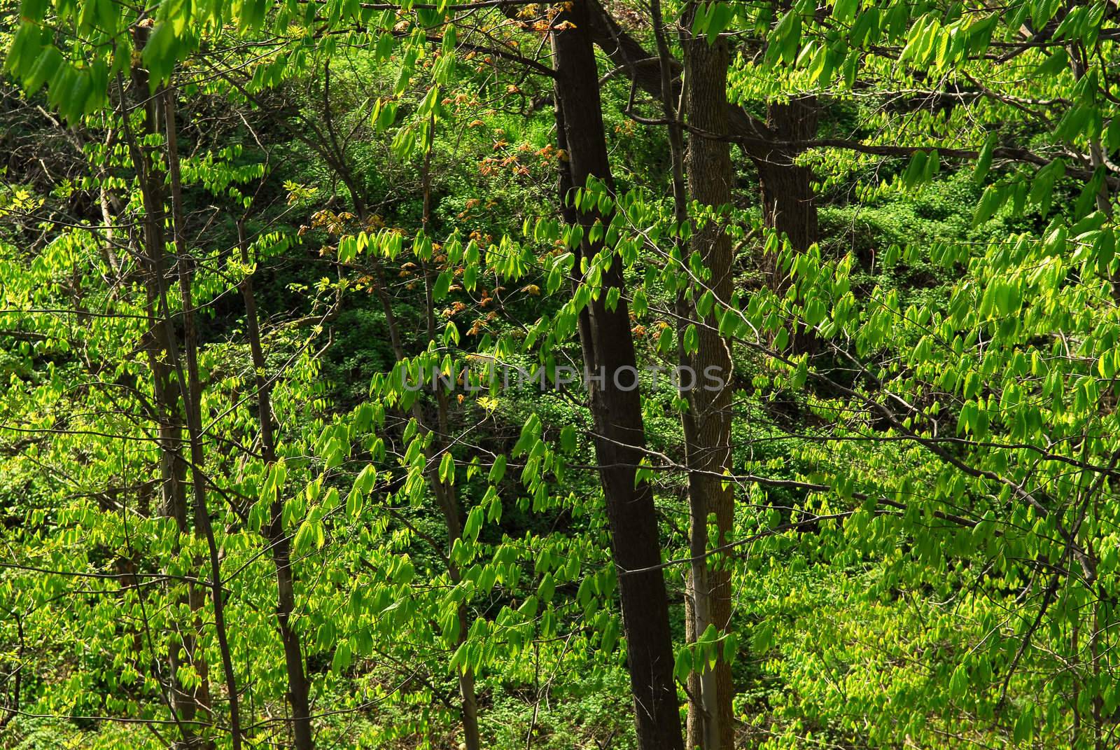Background of green spring forest backlit by afternoon sun