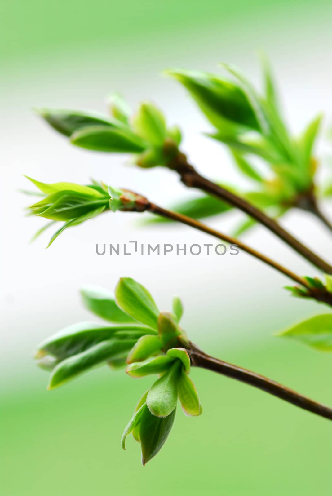 Tree branches with spring green budding leaves closeup