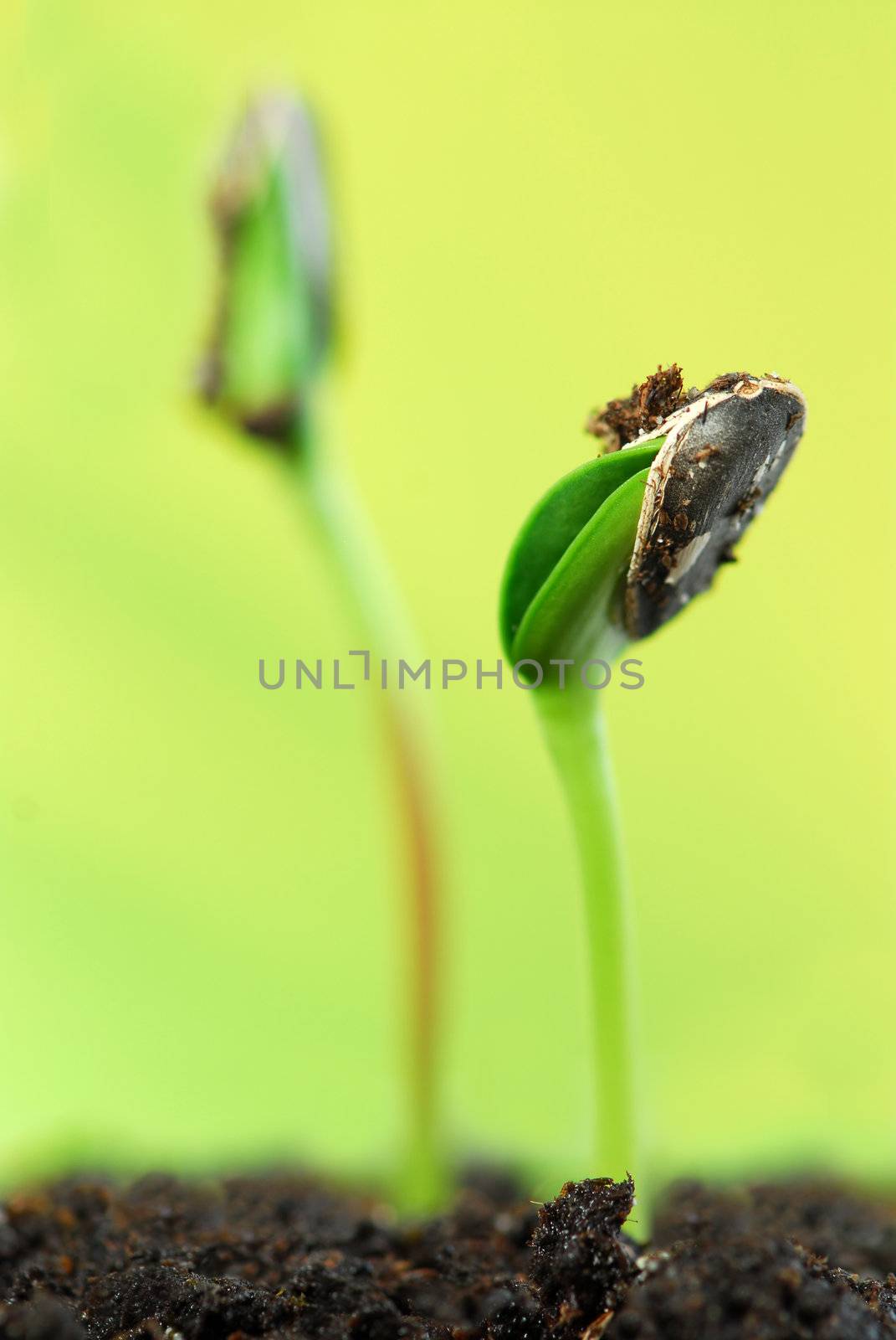 Two green sunflower plant sprouts  on green background