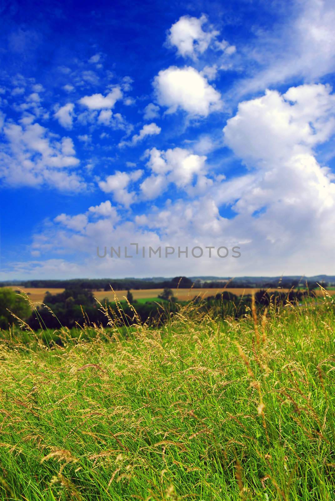 Summer rural landscape with cloudy blue sky