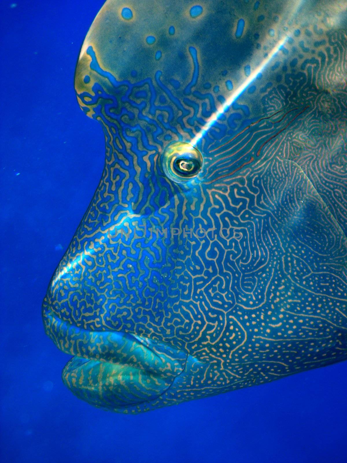 Humphead Maori Wrasse Face on the Great Barrier Reef, Queensland, Australia