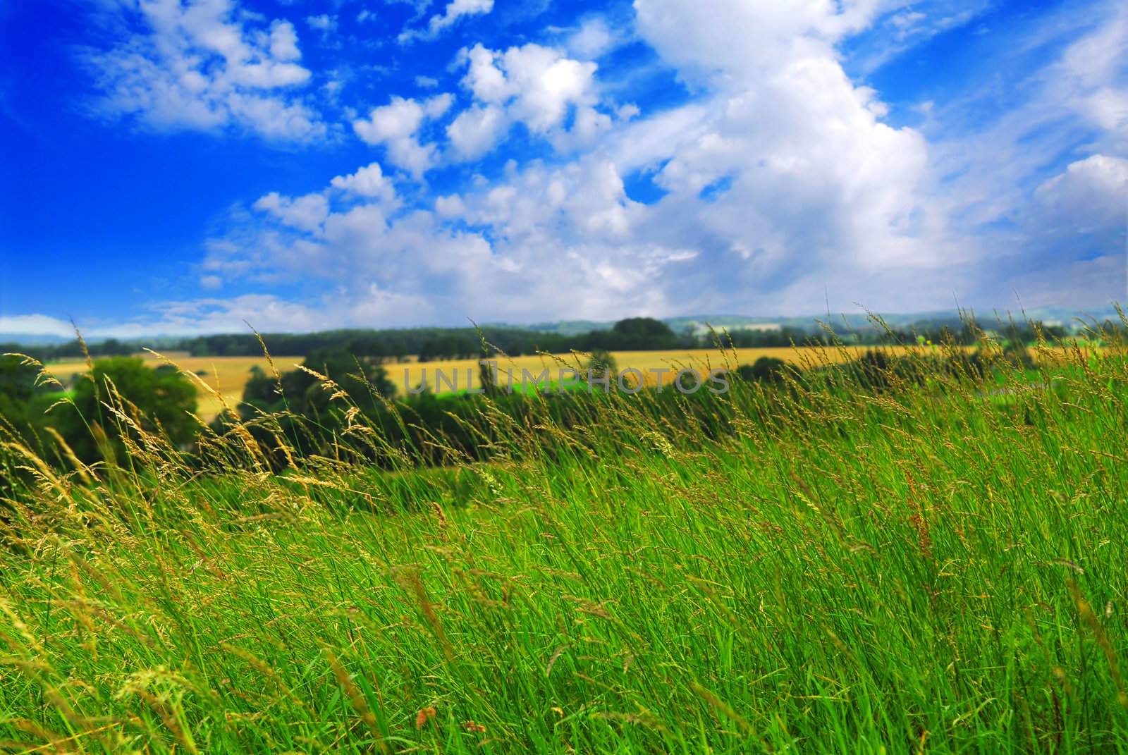 Summer rural landscape with cloudy blue sky