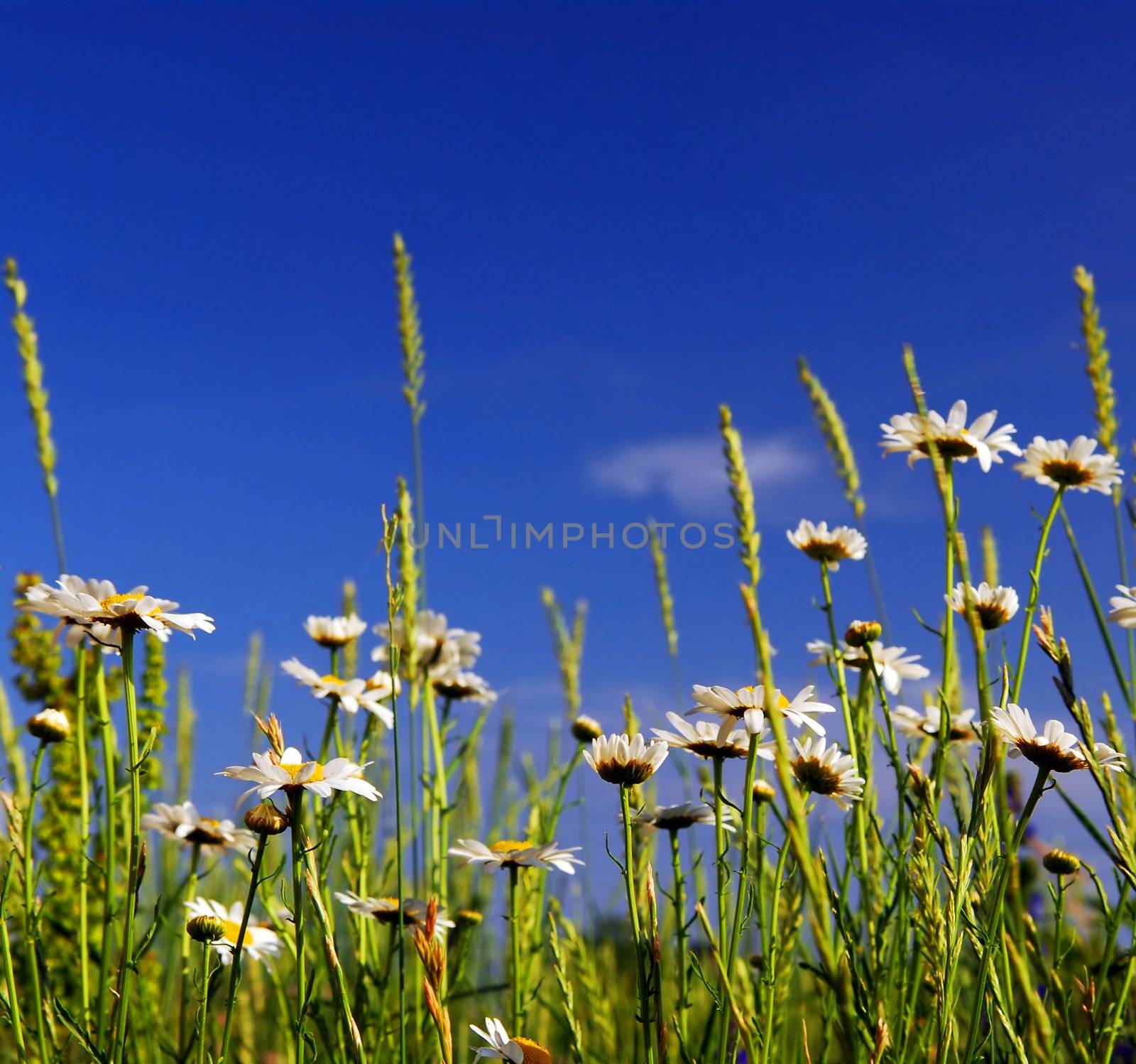 Summer meadow by elenathewise