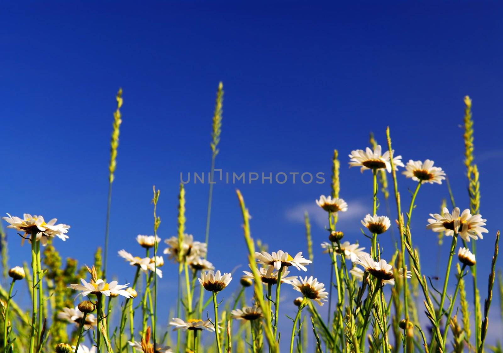 Summer meadow background with blooming daisy flowers and bright blue sky