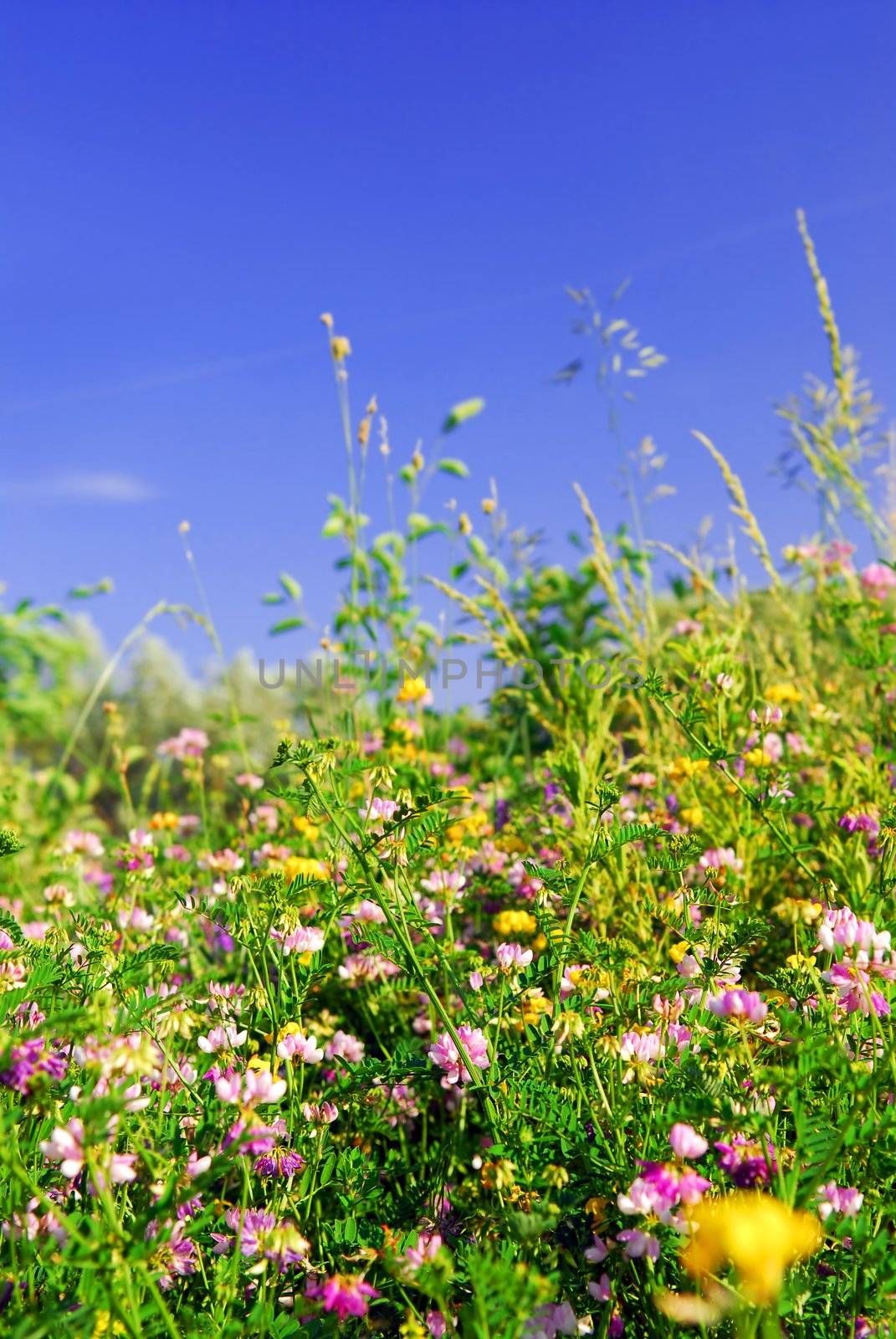 Summer meadow by elenathewise