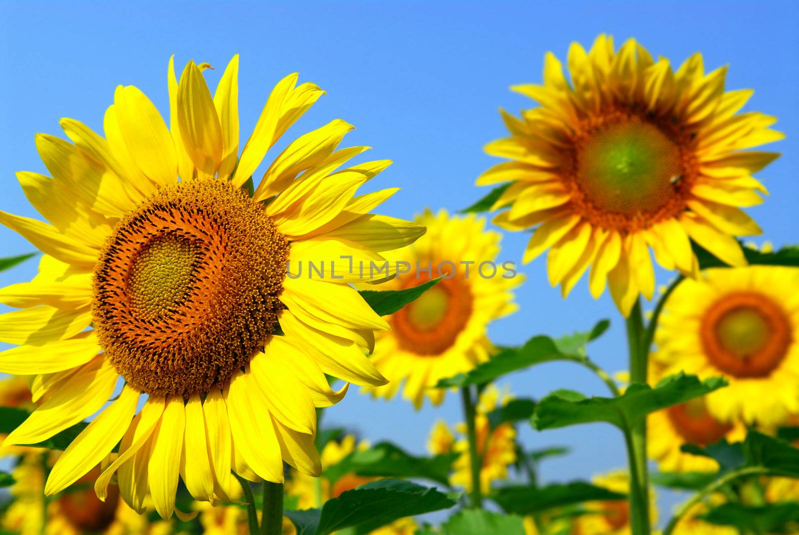 Blooming sunflower field with bright blue sky