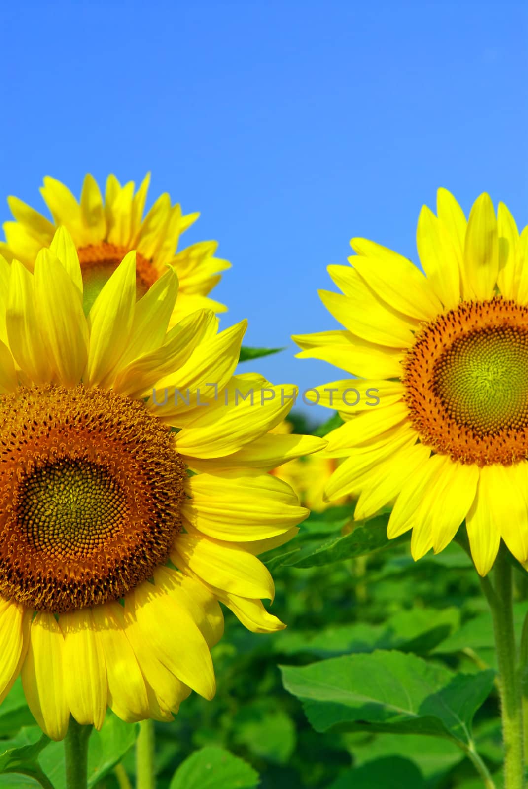 Close up on sunflowers in blooming sunflower field 