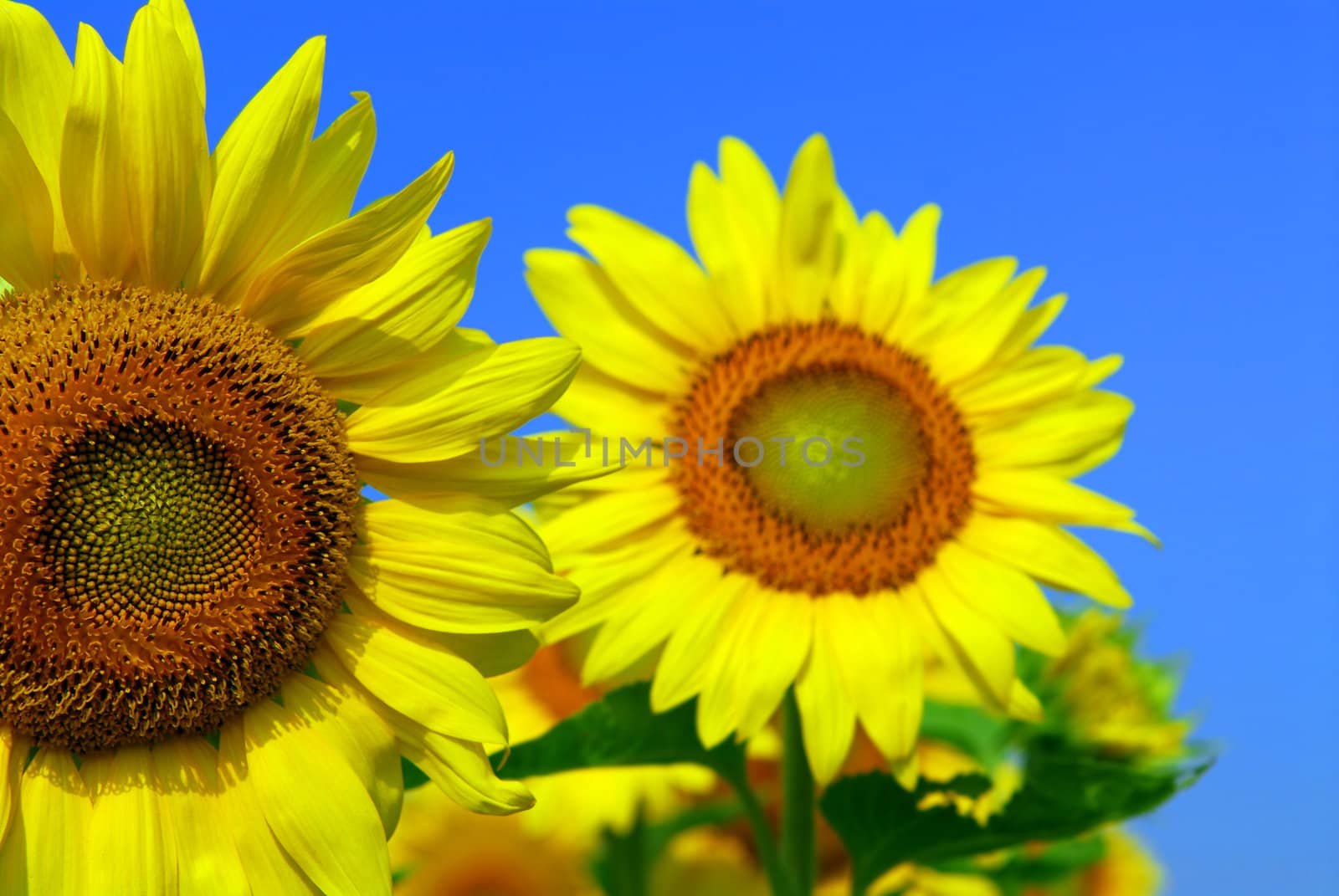 Close up on two sunflowers in blooming sunflower field