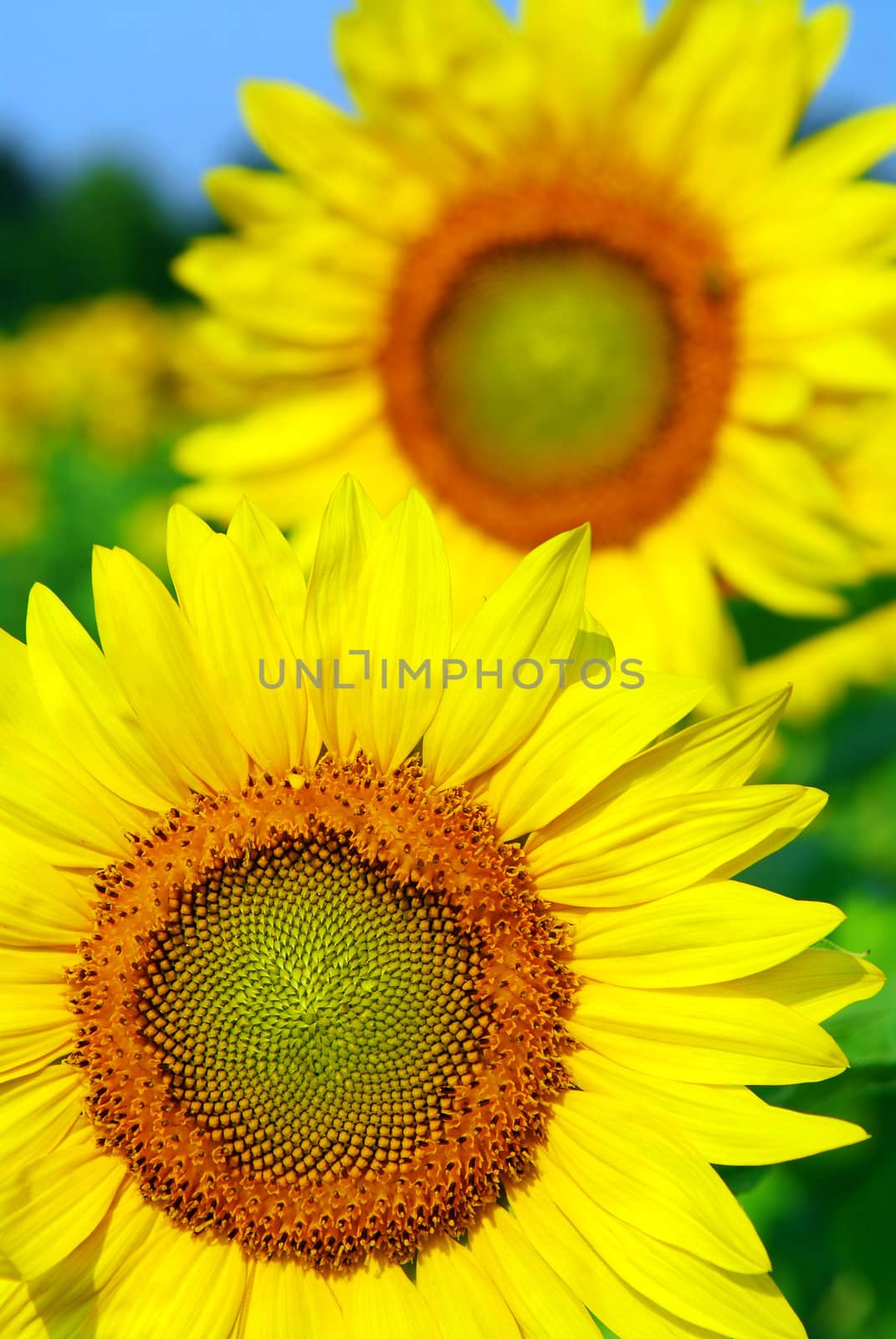 Close up on sunflowers in blooming sunflower field