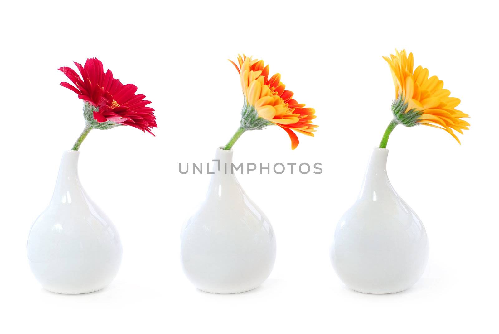 Three vases with gerbera flowers isolated on white background as interior design element