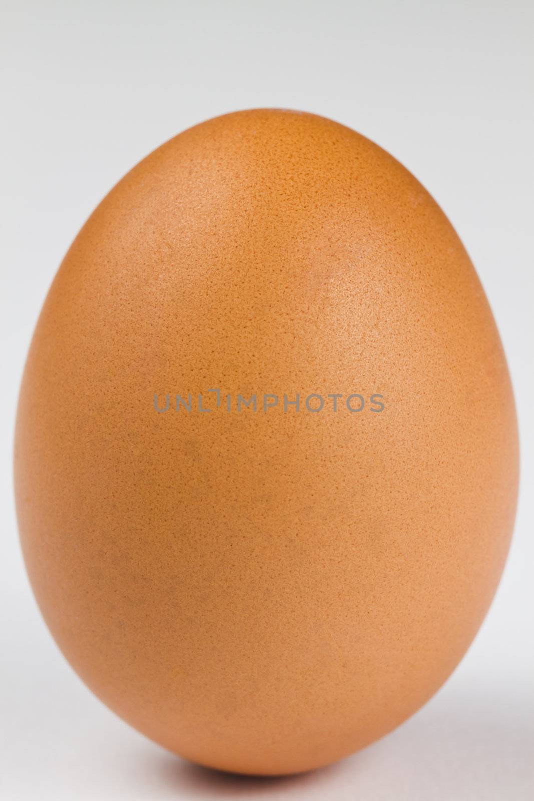 closeup of an brown egg on white background