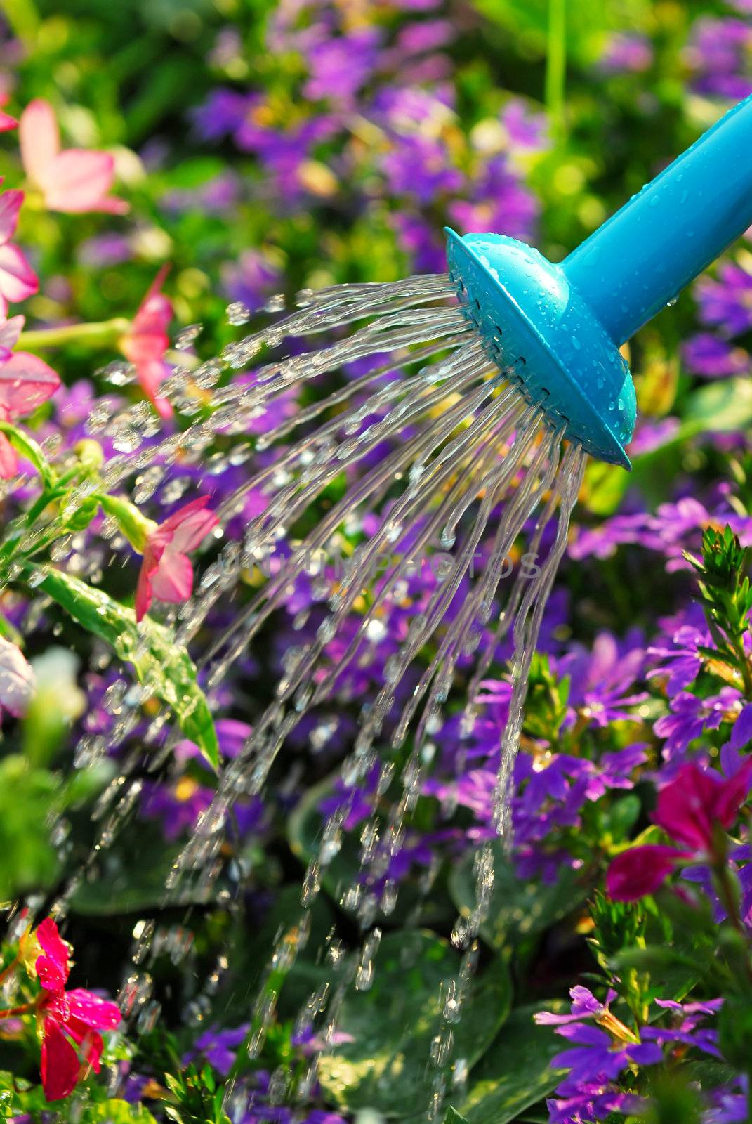 Close up on water pouring from watering can onto blooming flower bed