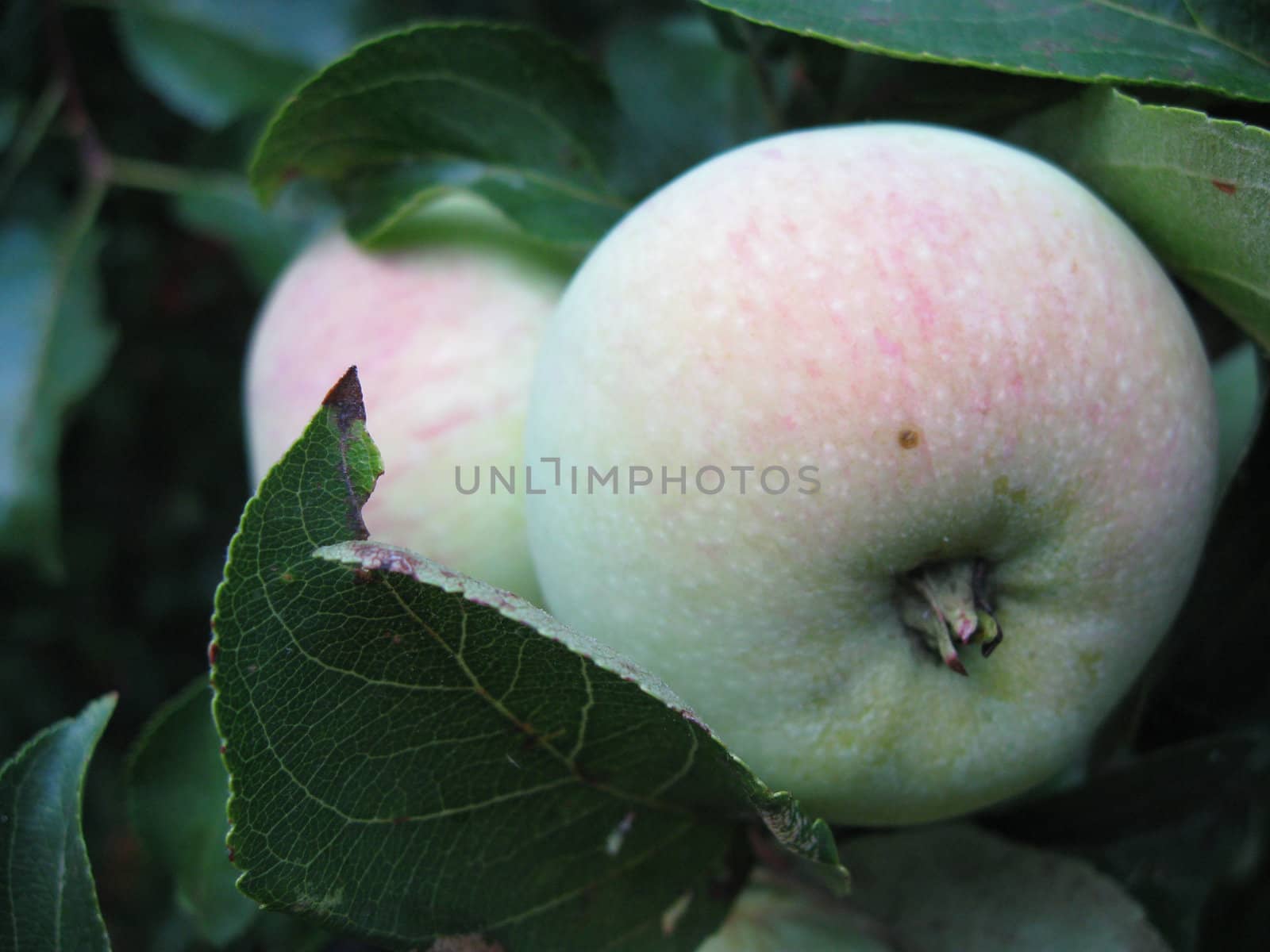 Two unripe apples hanging on a tree