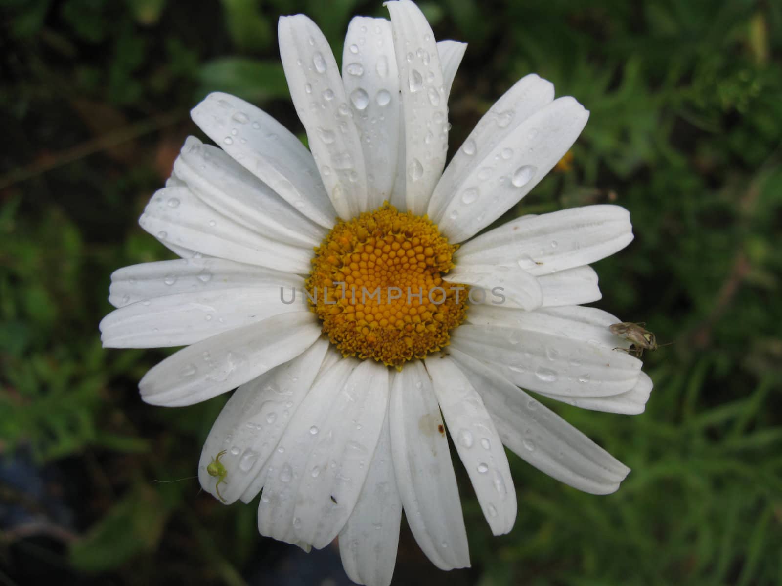 Camomile, small drops of water after a rain.