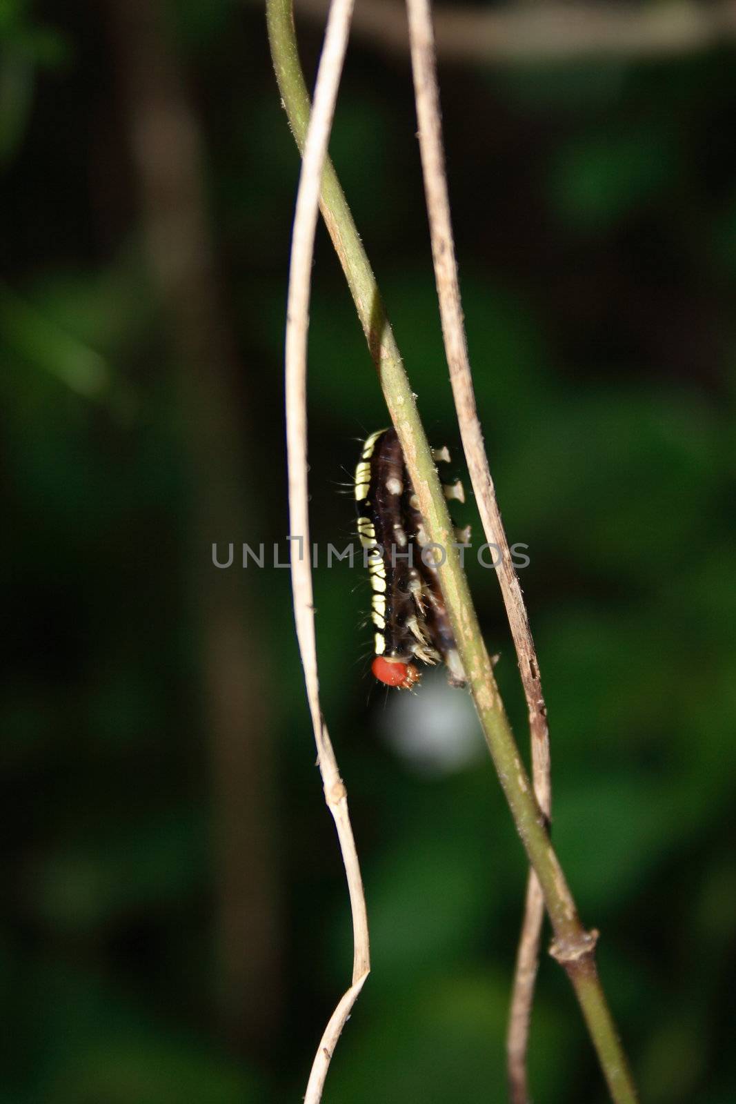 A monarch caterpillar in the natural park.