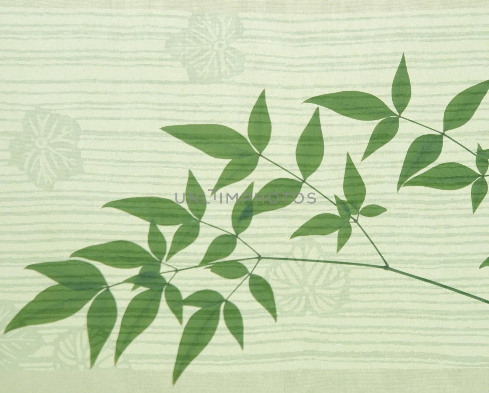 heavenly bamboo on an Asian leaf motif background