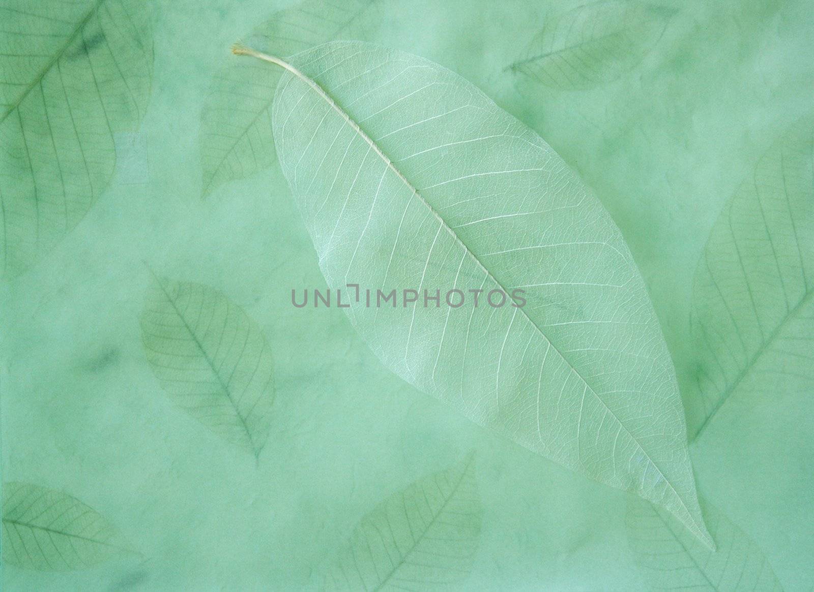 a skeletonized leaf on a paper leaves background