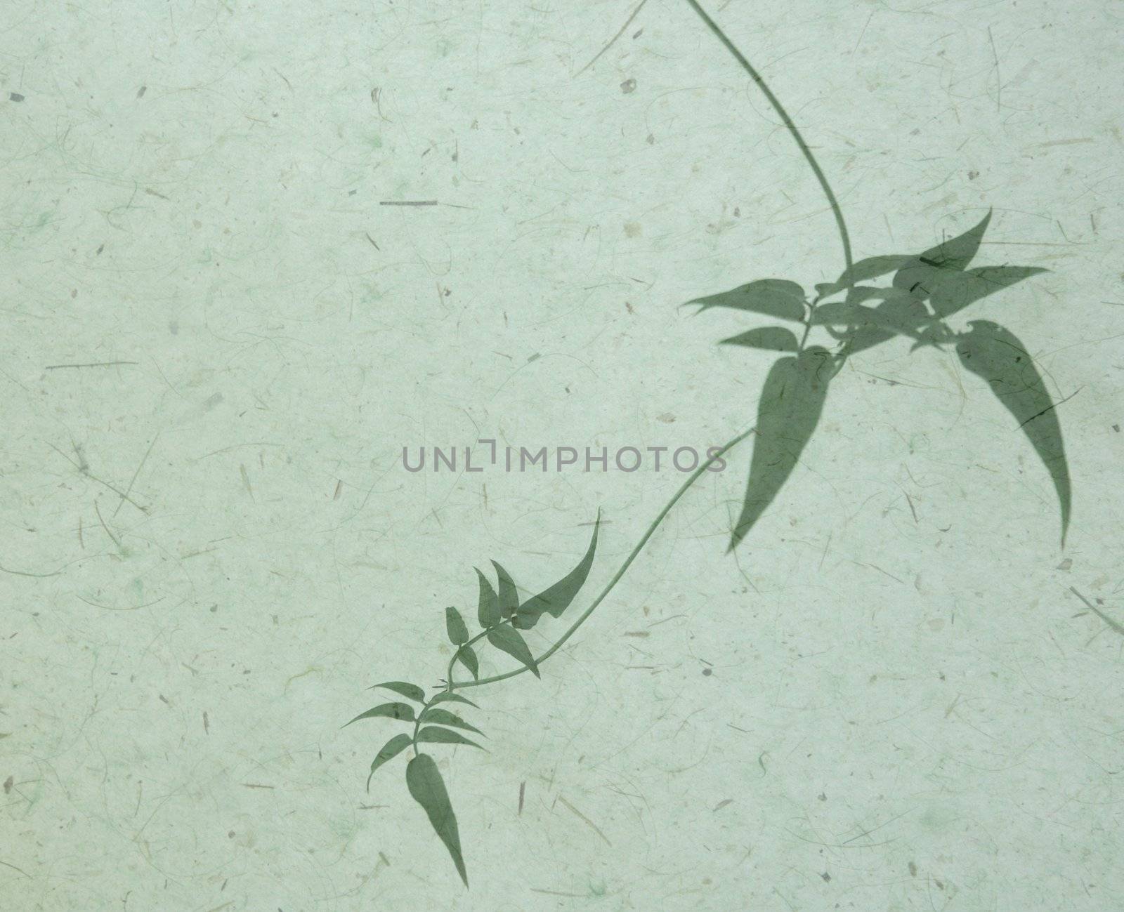 curving jasmine vine on a textured green background