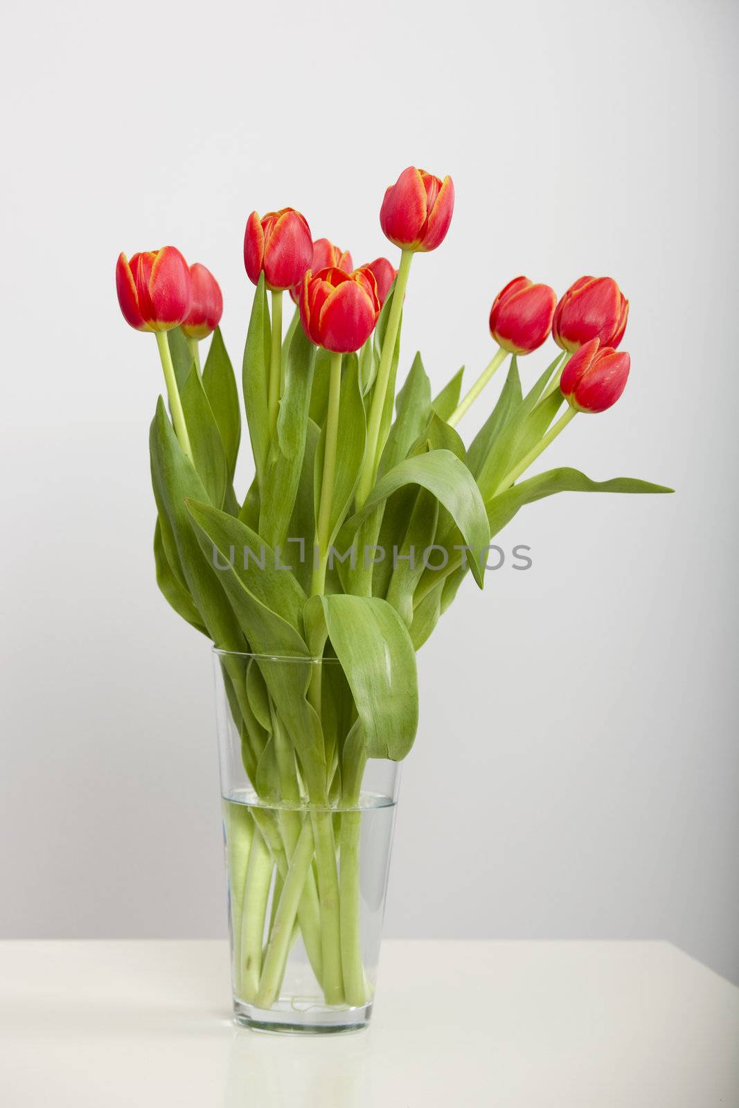 A beautiful vase of orange tulips isolated on white