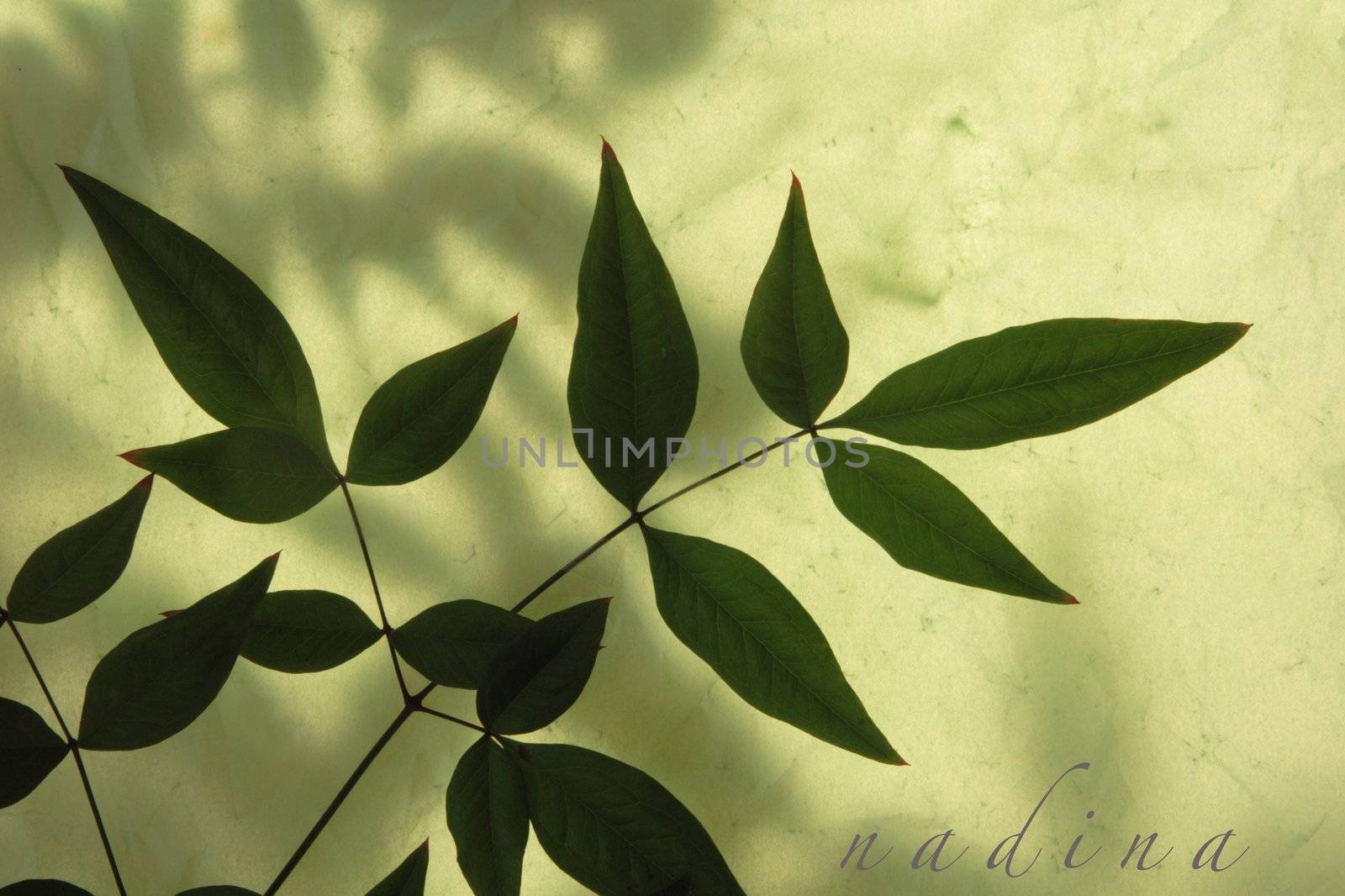 heavenly bamboo leaves on textured paper over leaf shadows with the word 'nandina' in a script typeface