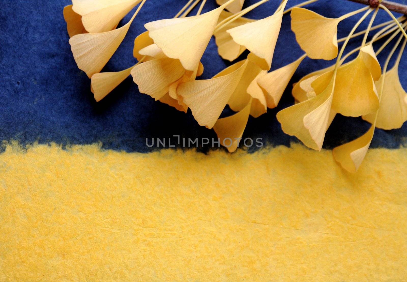 yellow ginkgo leaves on a textured dark blue and yellow background