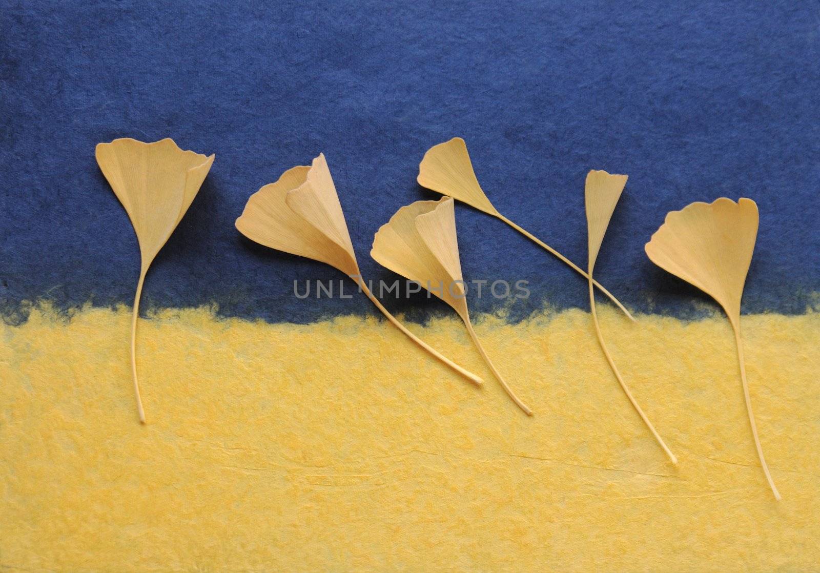 yellow ginkgo leaves on textured handmade paper