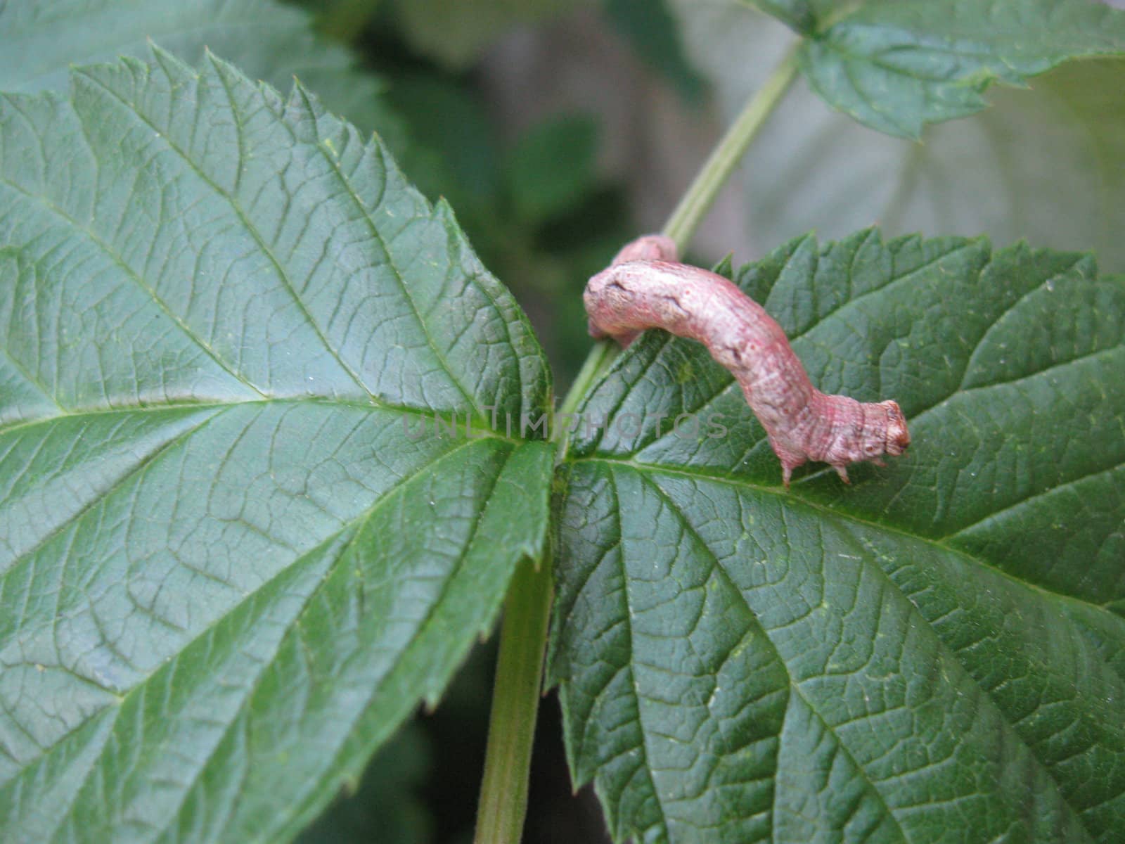 The red caterpillar sitting on sheet of a raspberry.