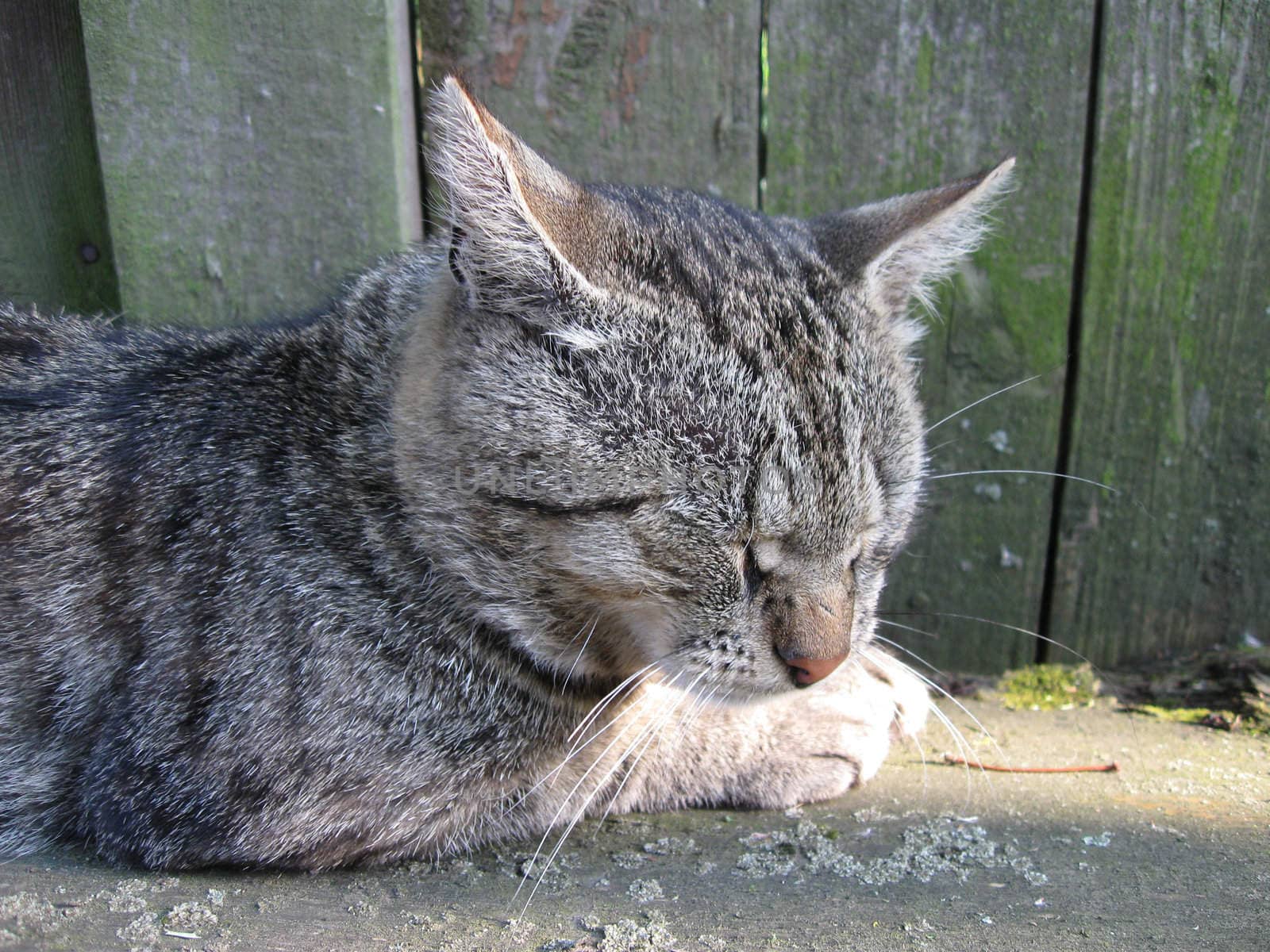 The grey, striped cat lays having blinked on the sun.