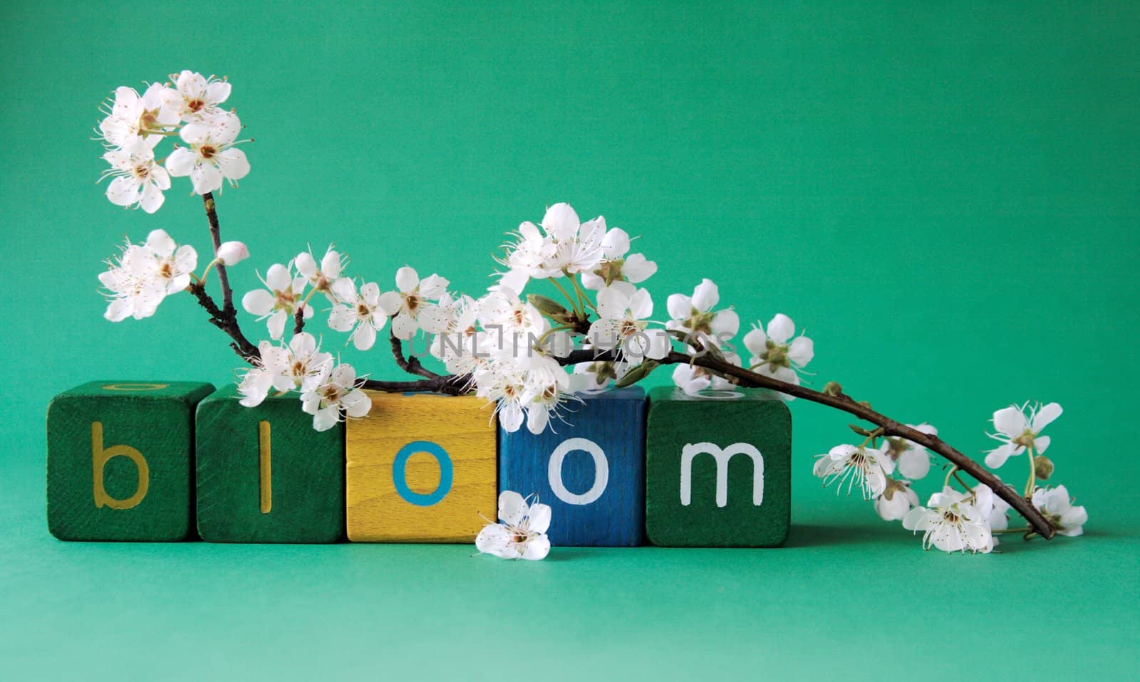 the word 'bloom' in block letters with white plum blossoms