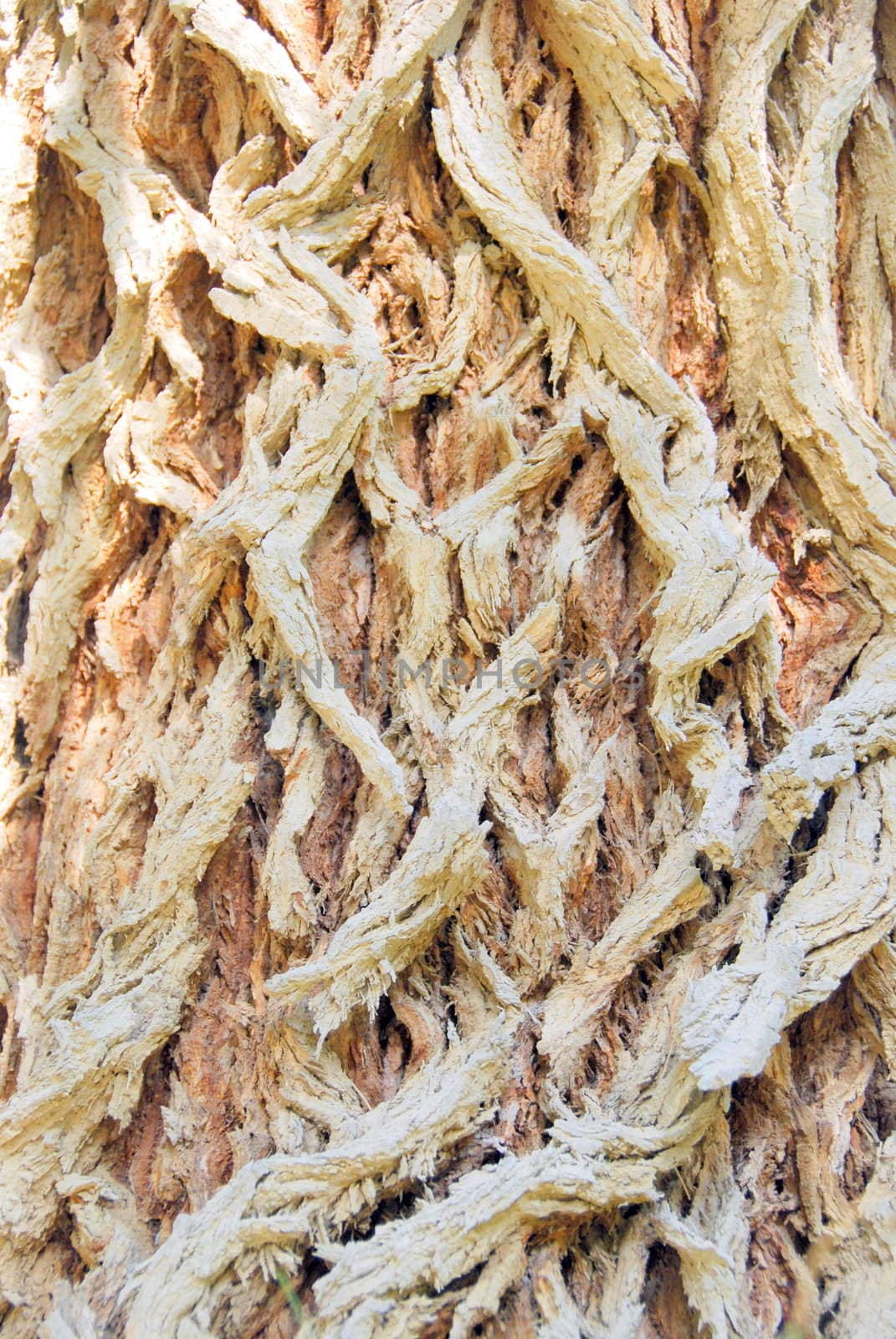 Brown bark of an old tree background