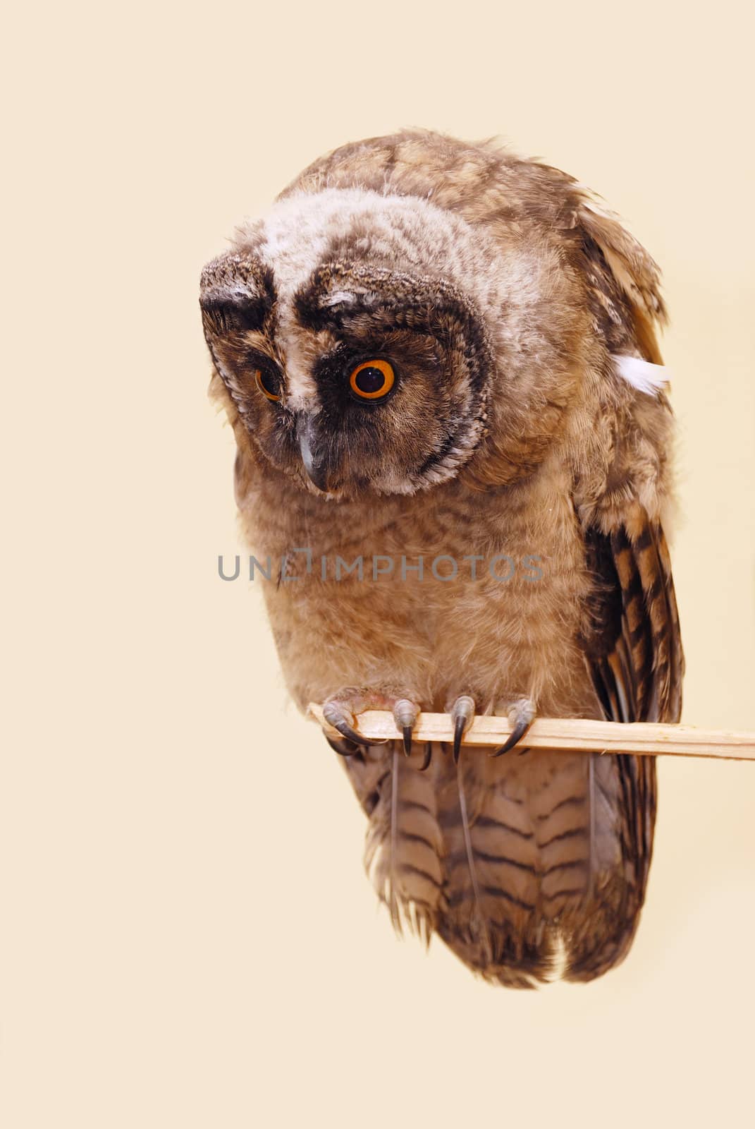 Young long-eared owl isolated over seamless background.