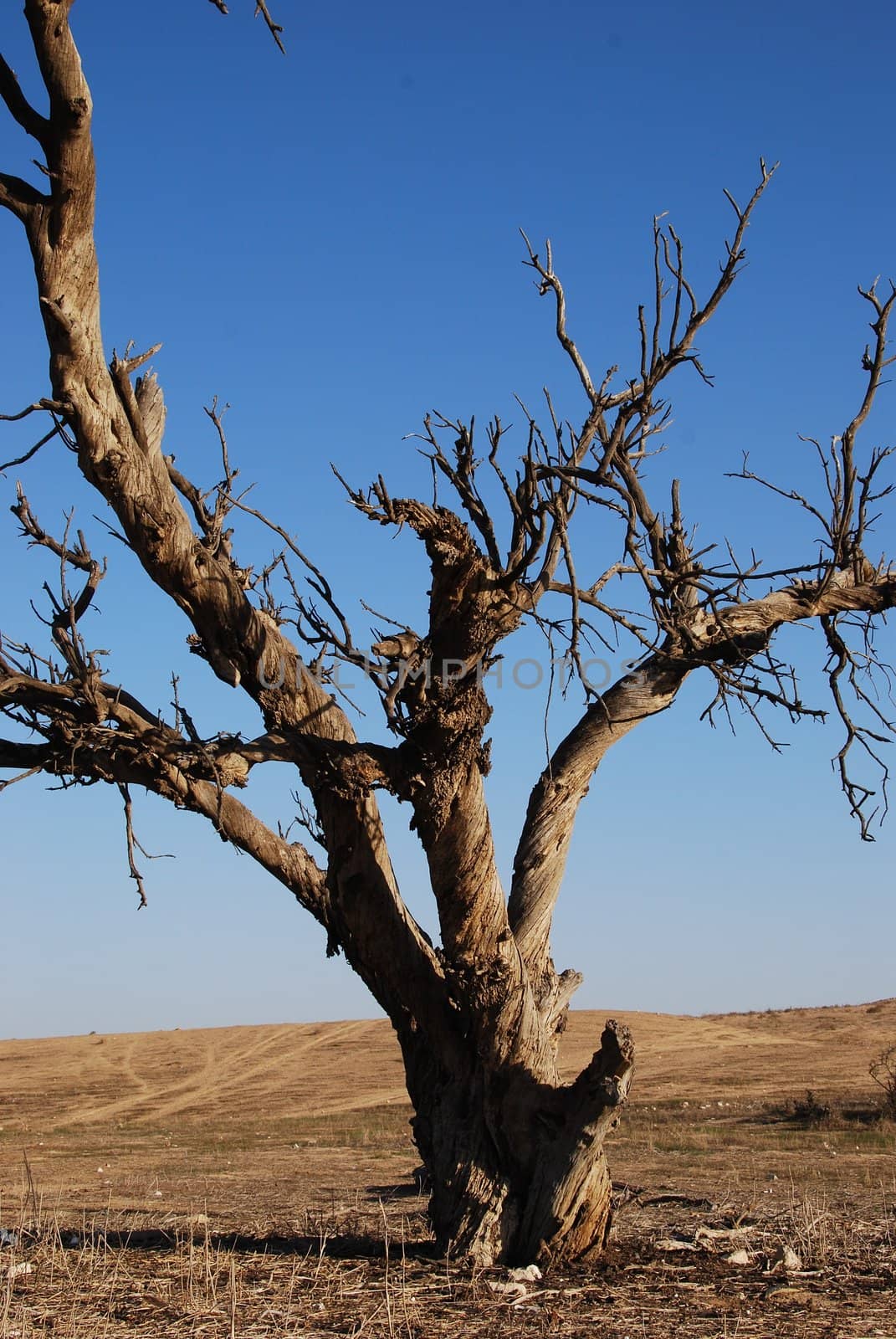 Kind of dead tree in dry desert