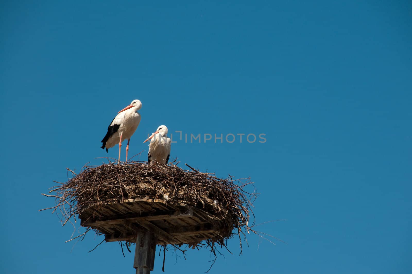 Stork pair on nest, blue sky behind