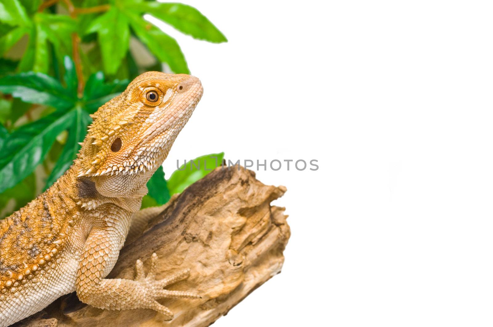 an image of a juvenile  male citrus x sandfire bearded dragon (Pogona vitticeps)
