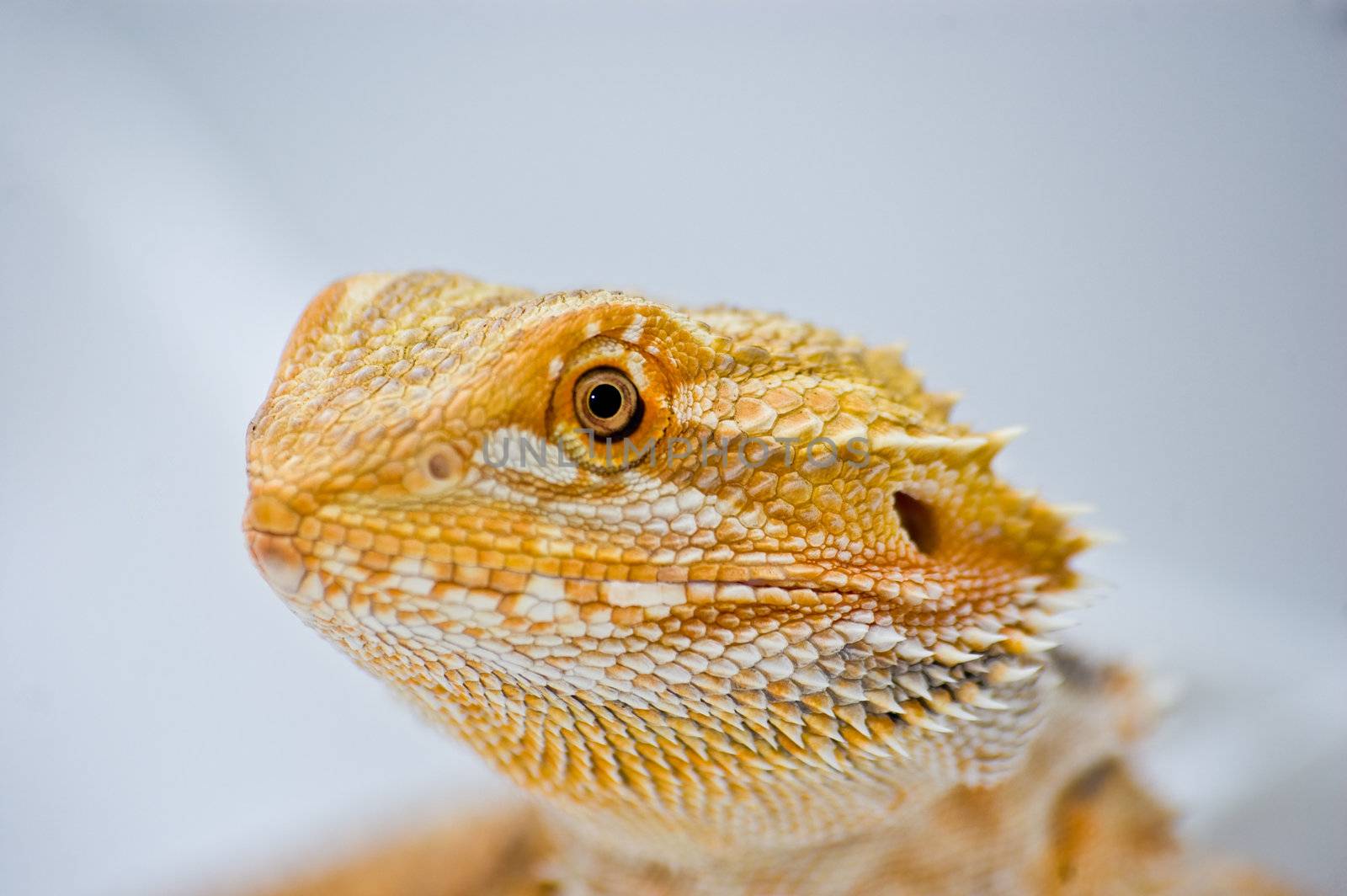 a close up portrait of a sandfire cross citrus bearded dragon (pogona vitticeps)