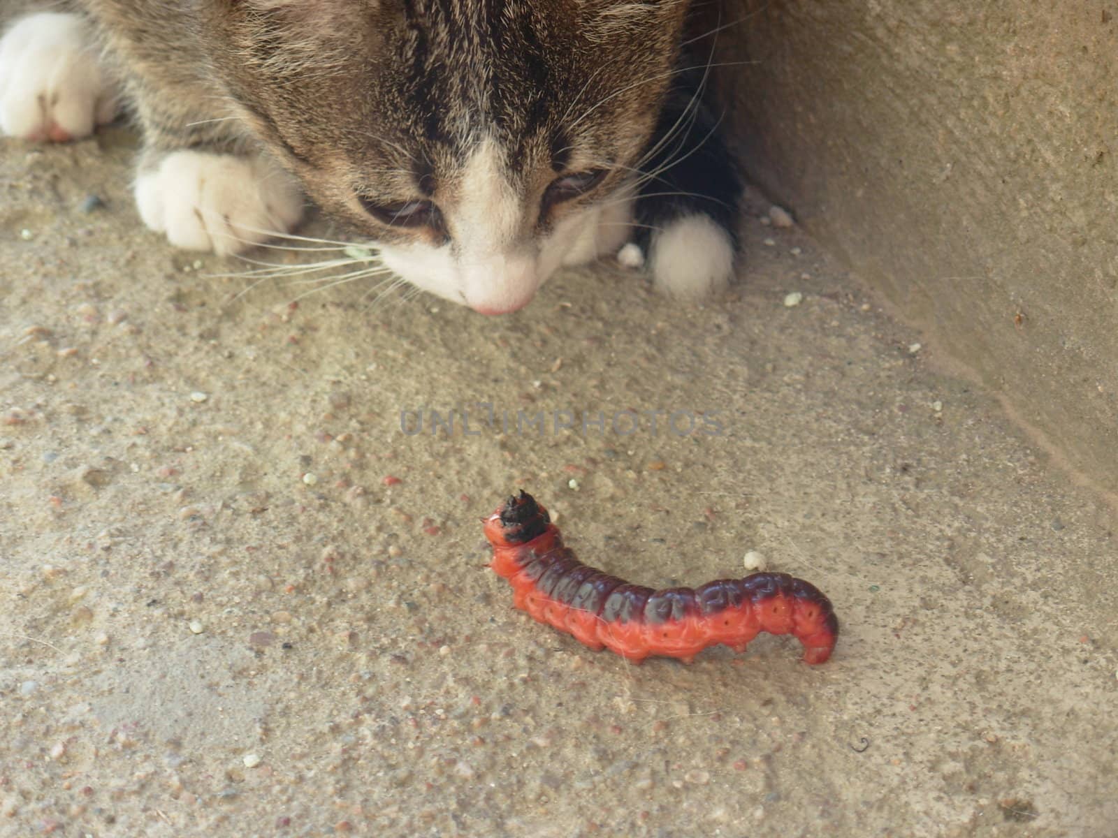 Cat and unknown worm by firenzo