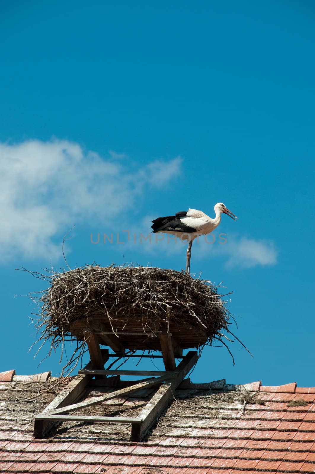 Stork on nest by rongreer