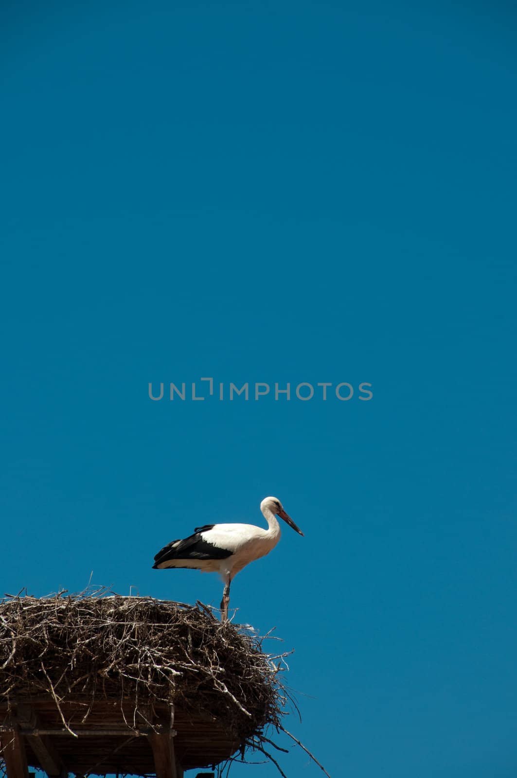 Stork on nest, blue sky behind