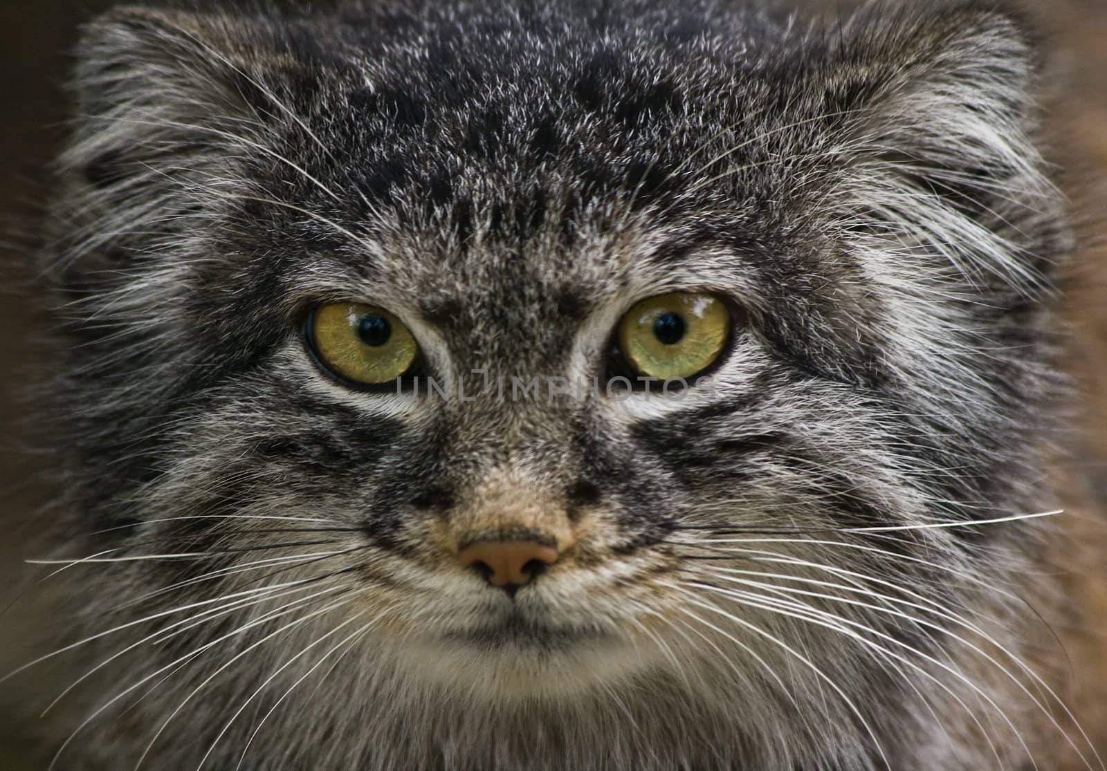 Manul or Pallas cat by Colette