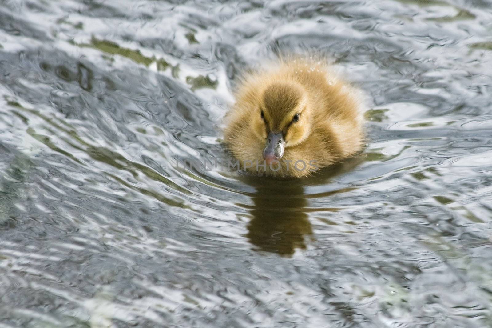 Nice little duckling swimming in silver water