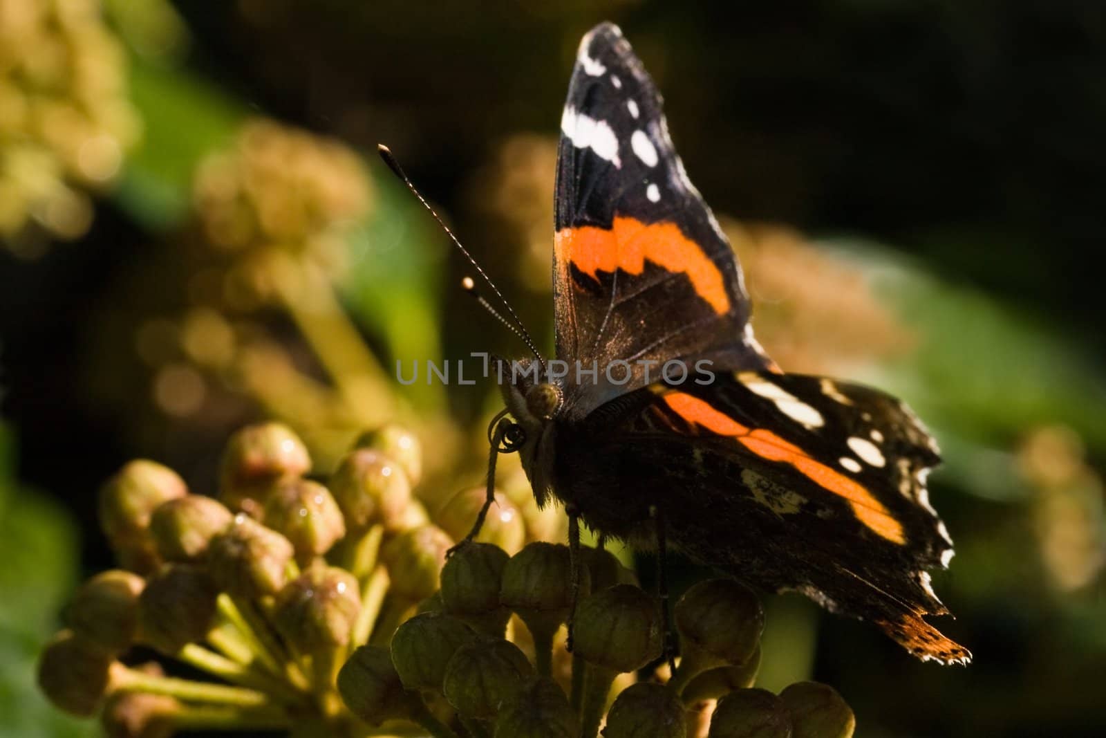 Red Admiral on Common Ivy flowers by Colette