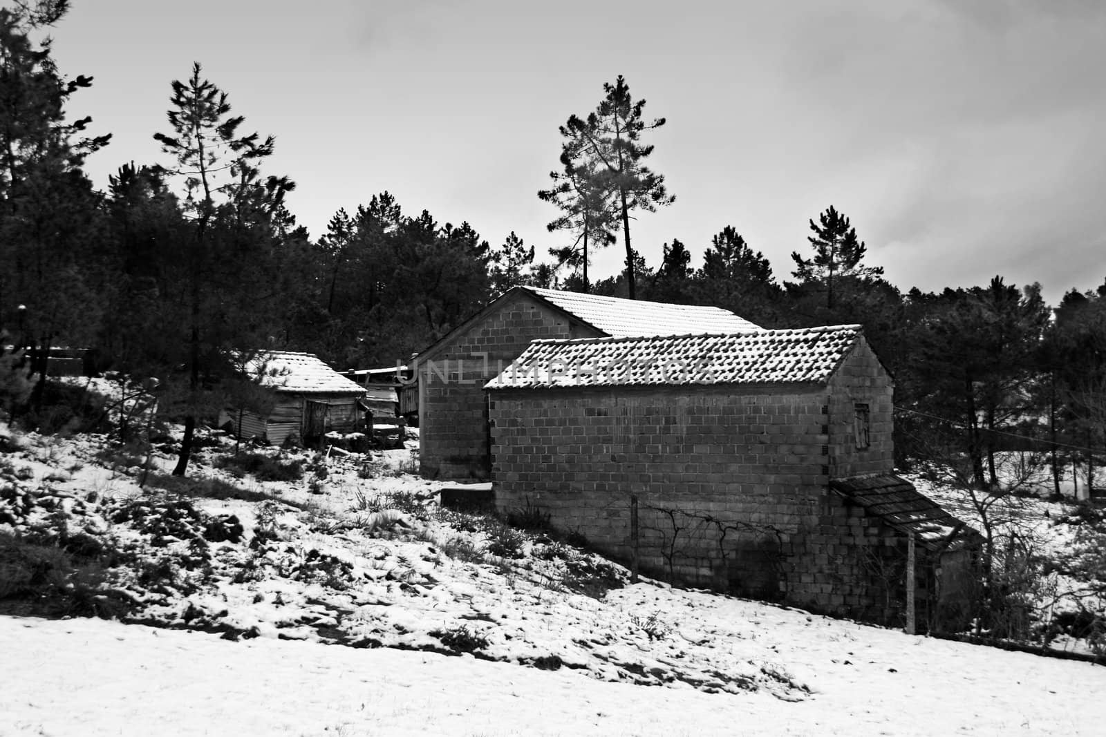 cold winter landscape with snow