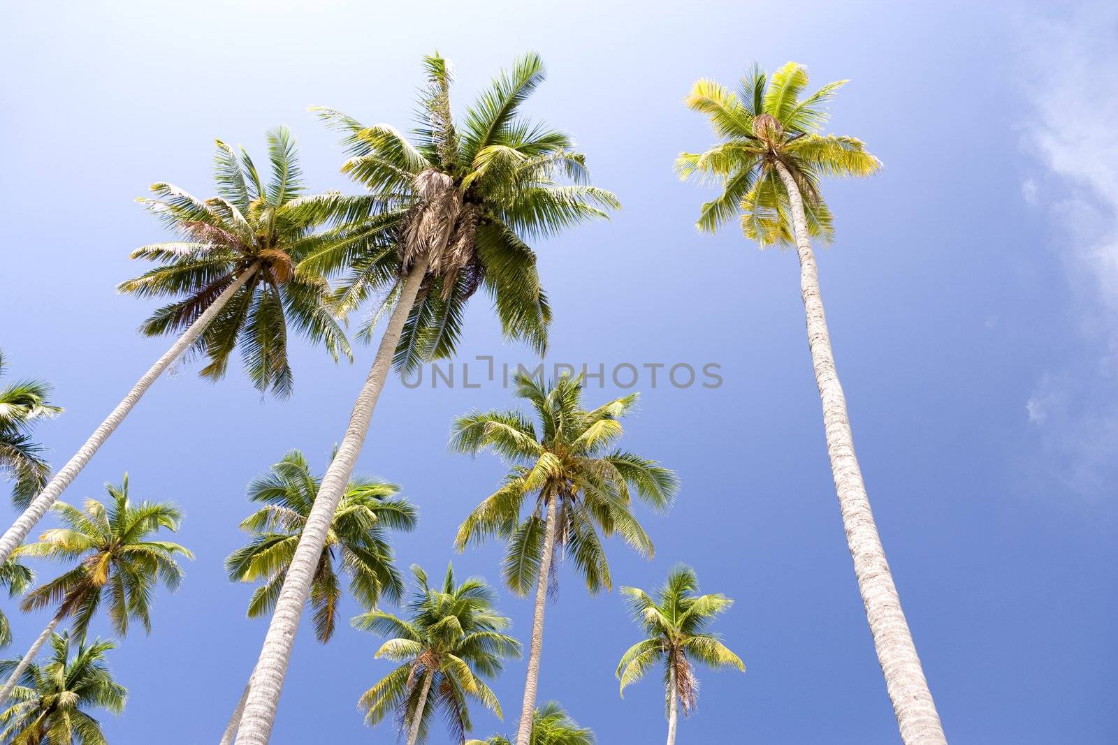Island Coconut Trees by shariffc