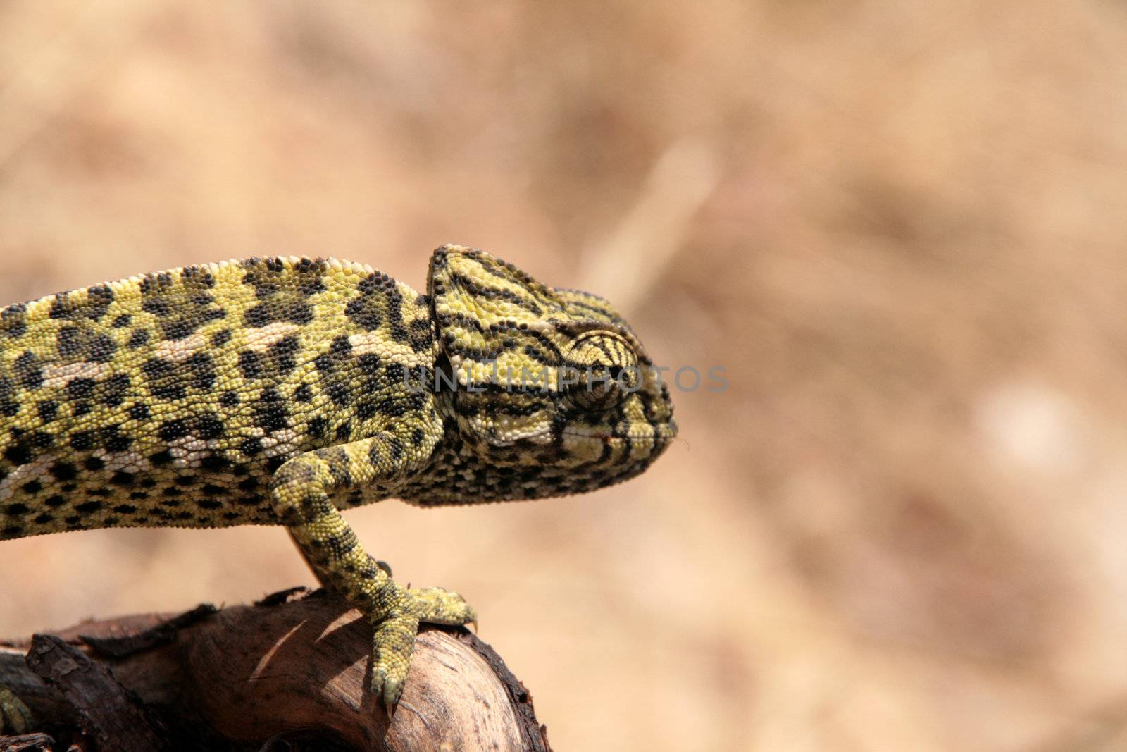 common chameleon in the nature