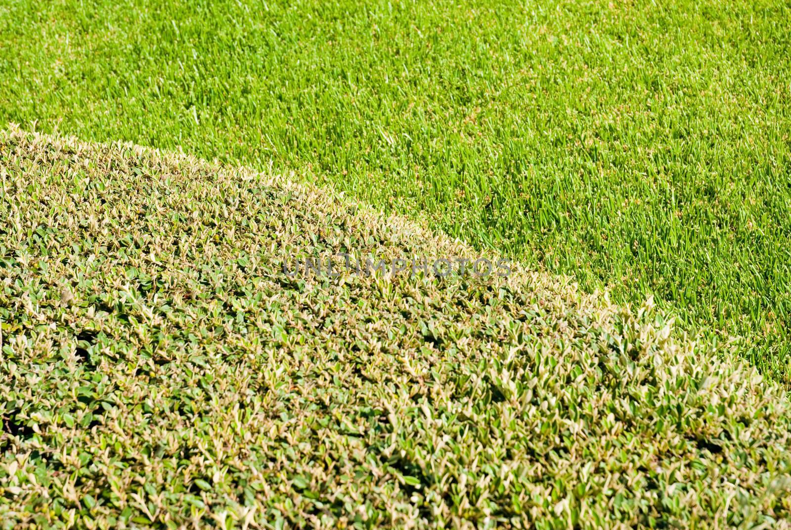 Abstract green shapes of grass and bush.