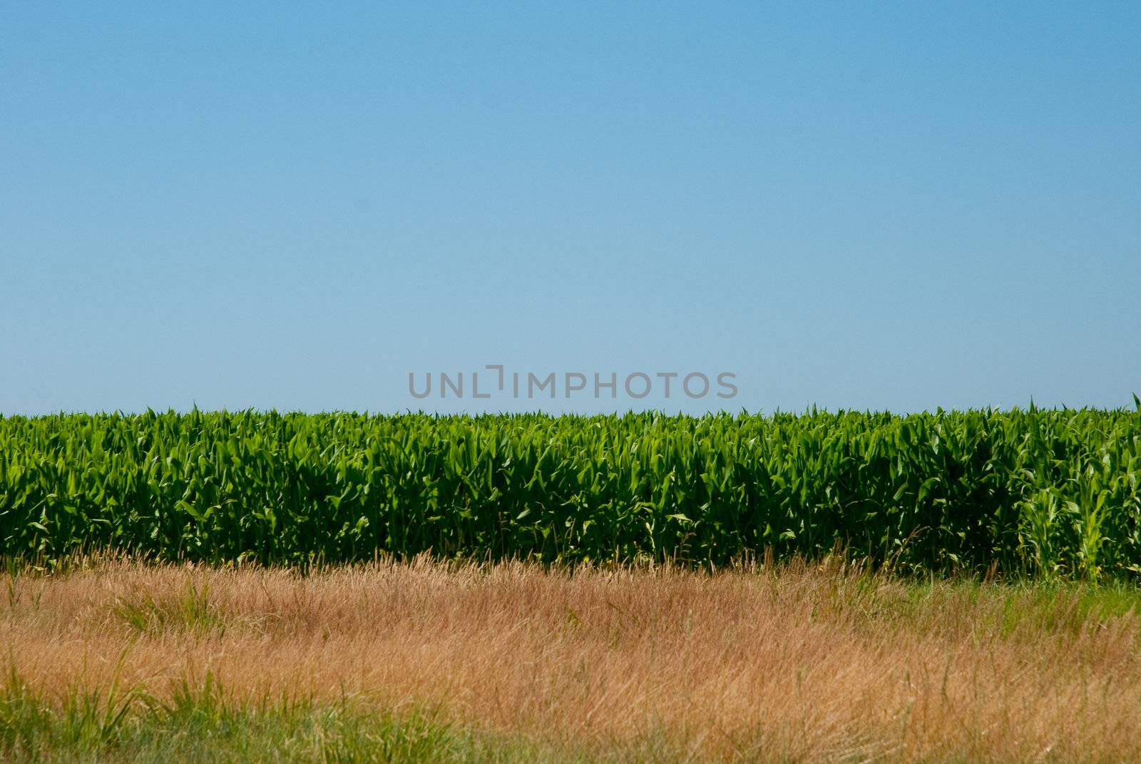 A low view of a corn field on a sunny day.