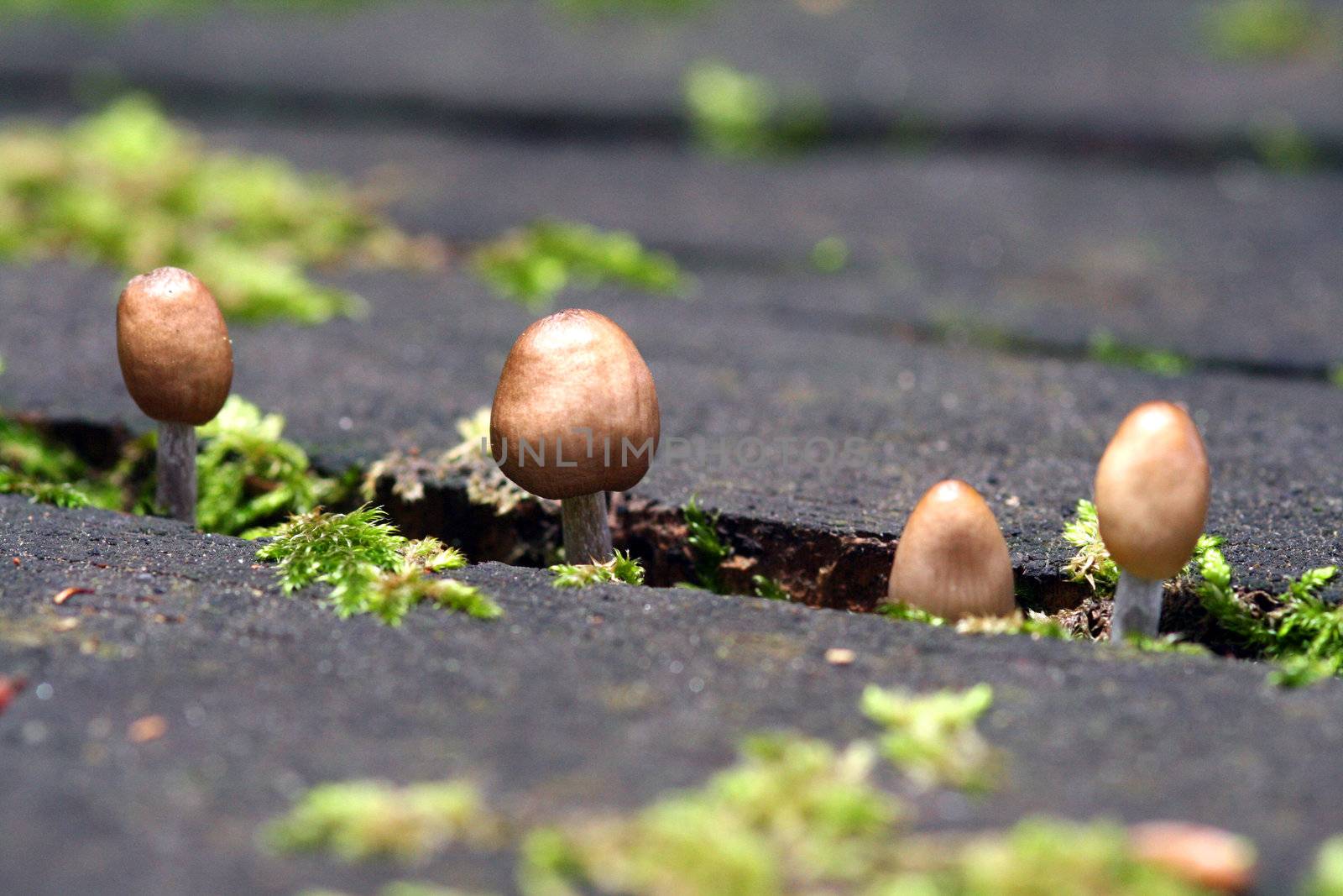 mushroom in the floor of the forest