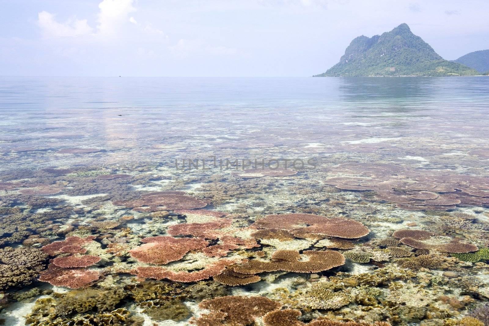 Image of a coral reef with an island in the background.