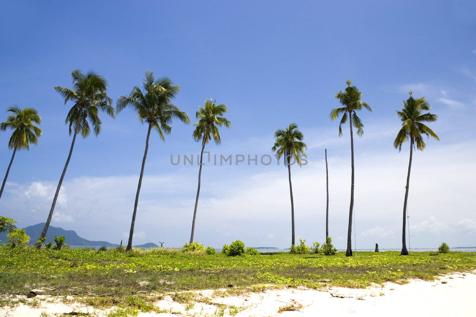 Image of coconut trees on a remote Malaysian tropical island.