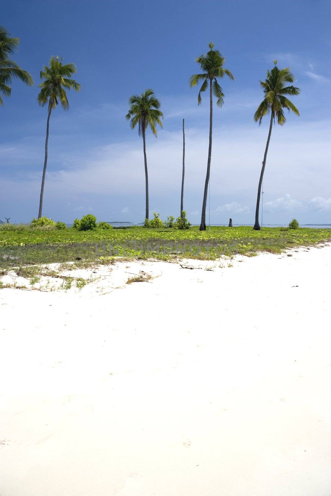 Island Coconut Trees by shariffc